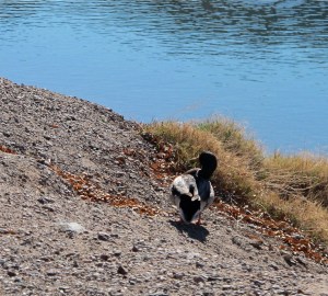 Lean to the right.  A pose for the ladies?