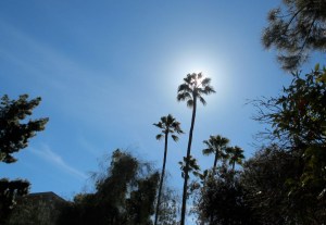 A few of the palms on Palm Walk