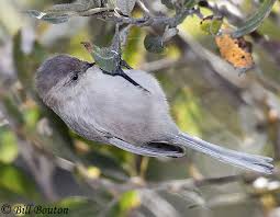 Bushtit