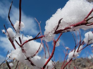 Snow globs on the red bud