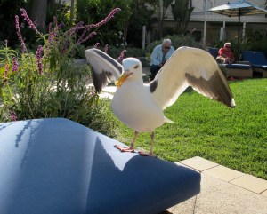 Ben, the considerate gull