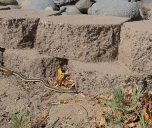 A long mountain garter snake in the back yard