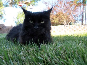 Lazin' in the afternoon