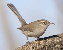 Bewick's wren