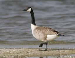 A Canada Goose