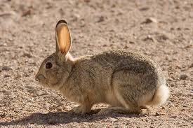 Cottontail who roams the neighborhood freely
