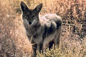 A coyote looking for dinner