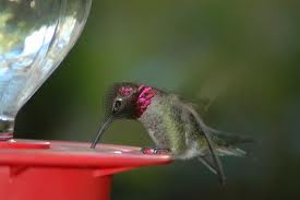 An Anna's hummingbird