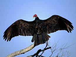 A turkey vulture sunning himself