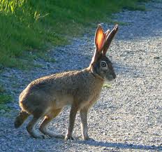 Jackrabbit - a large hare with larger ears