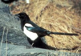 A black-billed magpie