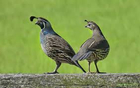 A pair of California quail