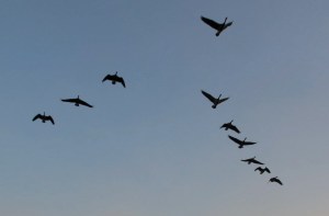 A skein of Canada geese in the early morning
