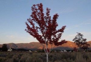 Almost full dawn on the Sierras...taken about 5 minutes later