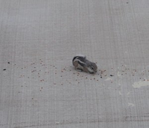 I've already cropped this, so I don't know how much bigger he'll get if you click on this picture.