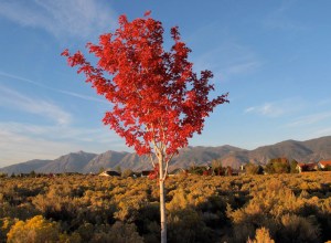 The luminous red tree