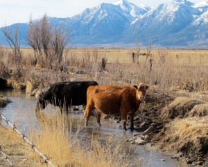 Thirsty cows with the Sierras in the background(don't forget to click on the image to enlarge it)