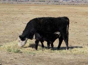 Lunchtime on the ranch!