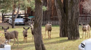 A deer family in downtown Genoa