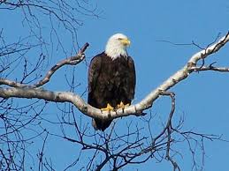 An internet shot of a bald eagle