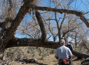 We grow large beavers here in Nevada!