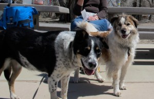 Lucy and Molly, great ranch dogs