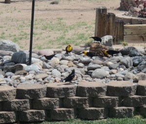 Yellow-headed blackbirds