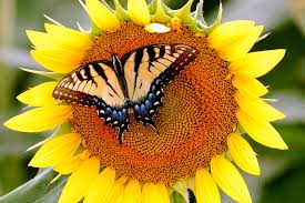 I'm hoping my sunflowers will look like this soon...complete with the butterfly