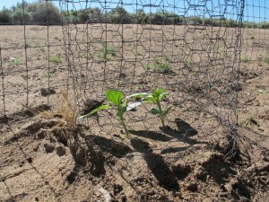 Two growing sunflowers