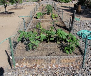 The Garden with Mary's plants in the left front. 6/13/14