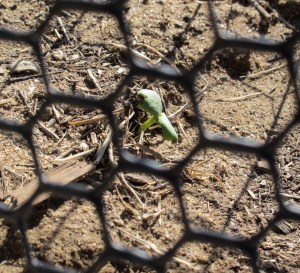This picture is the lone survivor of the second planting. It is now encased in the sunflower cage.  I hope it makes it to be a tall, beautiful plant that greets the sun each morning.