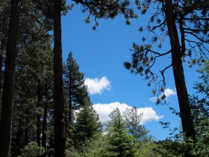 Trees and clouds attesting the the beautiful day!