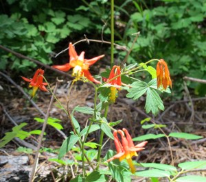 Columbines in the pines