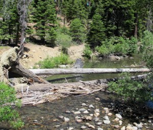 The headwaters of Taylor Creek