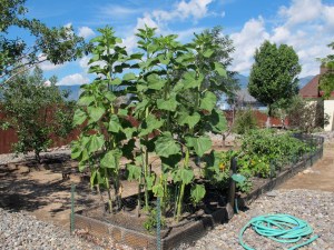 Cheerful sunflowers with peppers, tomatoes and lettuce in the background