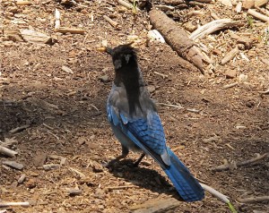 This is our Steller being stellar with his pretzel that Jerri gave him