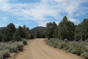 Pine Nut trees alongside the trail