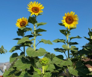 Happy flowers about 8' tall