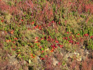 These cranberries don't look real tasty yet.