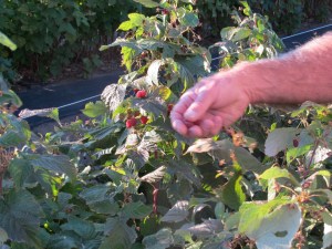 These are the BEST berries I have ever tasted, bar none. YUM!!!