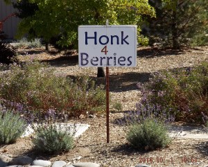 Honk at the Jacobs Family Berry Farm