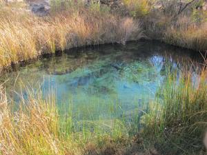 Kings' Spring is perhaps 20 to 25’ in diameter and hosts some of the pupfish as well as crayfish and other predators of the pupfish.