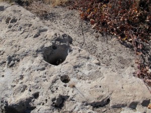 Old mortars in the rock near the spring that the Indians had used to grind their seeds and so forth. The brown plants near the mortar are wild grapes.