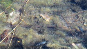 This picture has a crayfish in the lower left corner along with a greenish pupfish and the males that have a blue tinge to them. I thought it was pretty exciting to see these fish that have survived so many challenges.