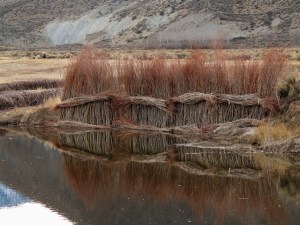 Wattles on the Carson River