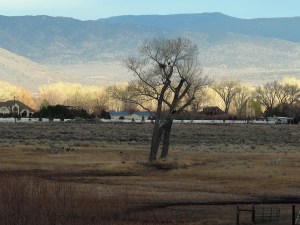 The big clump of stuff in the tree is the nest and the dot next to it is one of the eagles.