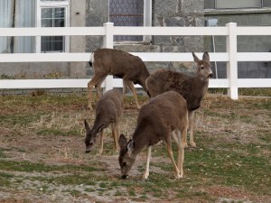 These four deer were part of a herd of 12 that were dining in a resident’s yard.