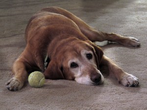 Monstro, the dog, chilled out with his ball. A dog’s life is tough at the Tristao house