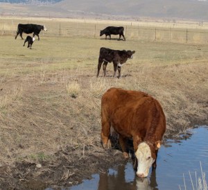 This little guy was a bundle of energy as he ran toward the ditch.