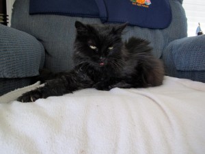 I felt pretty good until I sat down.  Now I feel sort of spacey.  Watch out for my claws.  I might accidentally stab you in my drugged state.  Cat nip is still the best.  I'm glad that Mom lets it grow in a protected fence so the squirrels don't eat it.  :-) 